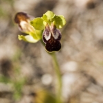 Ophrys marmorata