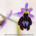 Ophrys aurelia