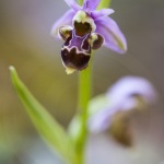 Ophrys scolopax