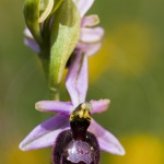 Ophrys drumana