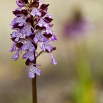 Orchis purpurea