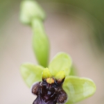 Ophrys bombyliflora