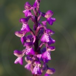 Anacamptis picta