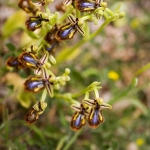 Ophrys speculum