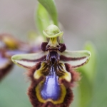 Ophrys speculum