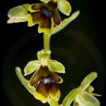 Ophrys aymoninii