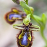 Ophrys ciliata (Syn. O. speculum)