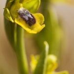 Ophrys lutea