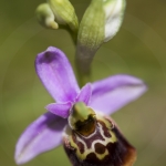 Ophrys fuciflora