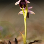 Ophrys aurelia