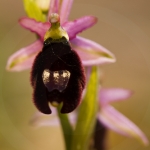 Ophrys aurelia