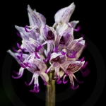 Orchis simia