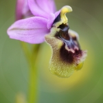 Ophrys neglecta