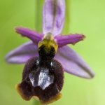 Ophrys drumana