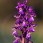 Anacamptis picta