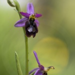Ophrys drumana