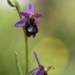 Ophrys drumana