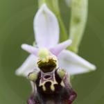 Ophrys druentica