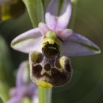 Ophrys annae