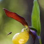 Cypripedium calceolus