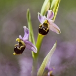 Ophrys scolopax