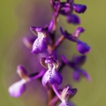 Anacamptis picta