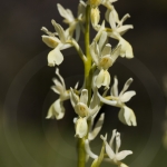 Orchis provincialis