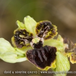 Ophrys passionis