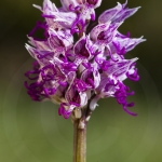 Orchis simia