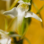 Platanthera chlorantha