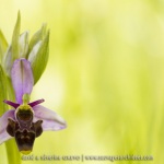 Ophrys scolopax