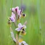 Ophrys neglecta