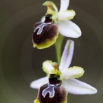 Ophrys splendida