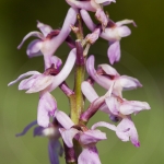 Orchis mascula