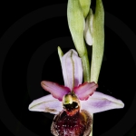 Ophrys aveyronensis