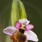 Ophrys aveyronensis