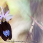 Ophrys aurelia