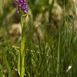 Dactylorhiza cruenta