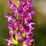 Dactylorhiza cruenta