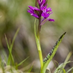 Dactylorhiza lapponica