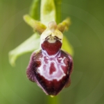 Ophrys provincialis