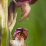 Anacamptis coriophora