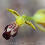 Ophrys lupercalis