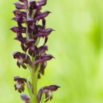 Anacamptis coriophora