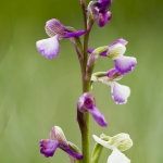 Anacamptis morio