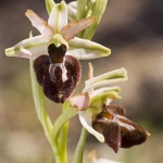 Ophrys panormitana