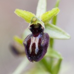 Ophrys incubacea