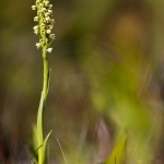 Pseudorchis albida