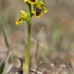 Ophrys lutea