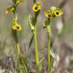 Ophrys lutea